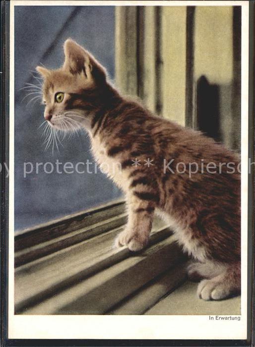 Katzen In Erwartung