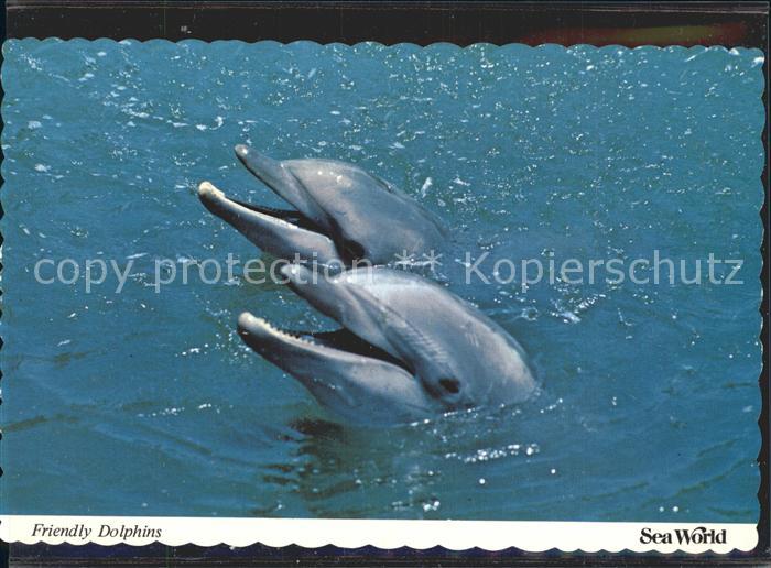Delfine Delphine Dolphins Dauphins Delfines Sea World