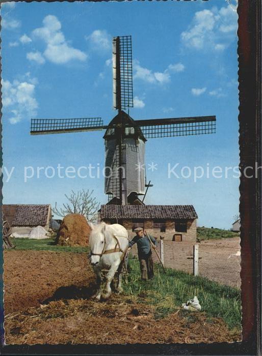 Windmuehle Pferd Landwirtschaft Holland