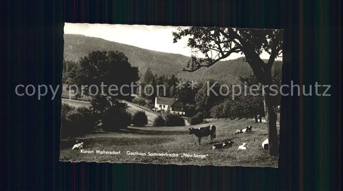 Waltersdorf Zittau Gasthaus Sommerfrische Neu Sorge Zittauer Gebirge Kuehe