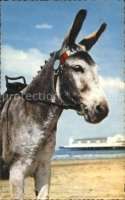 Holmfirth Esel am Strand