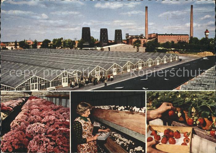 Wiesmoor Gaertnerei Blumen Tomatenernte