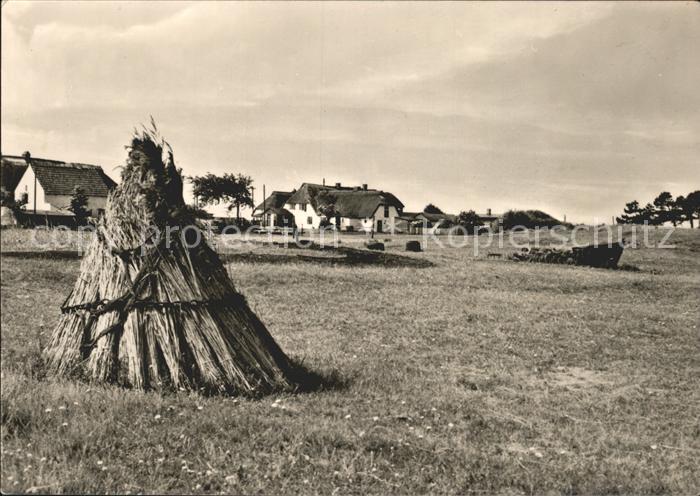 Neuendorf Hiddensee Feld