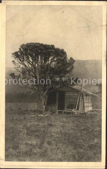 Freiburg Breisgau Naturdenkmaeler Badens Spircke im Schluchseemoor