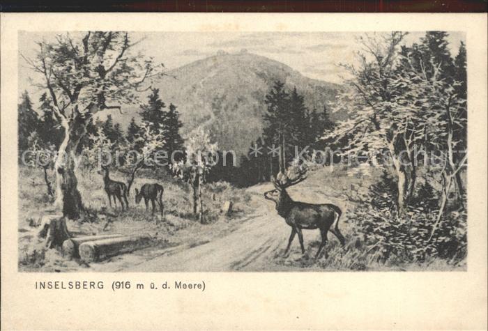 Schmalkalden Thueringen Inselsberg Rotwild