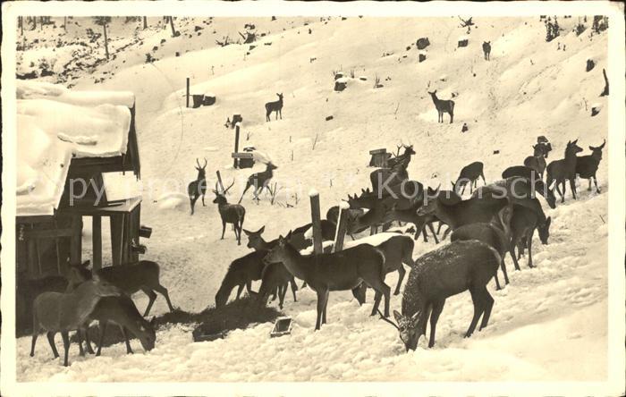 Ruhpolding Bayern Wildfuetterung in Seehaus