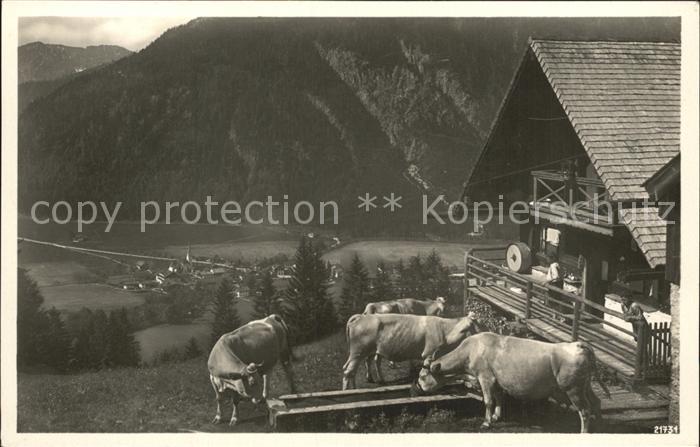 Bayrischzell Zellerniederalm Kuehe