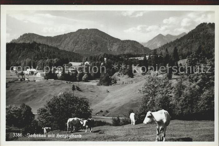 Jachenau mit Herzogenstand Kuehe