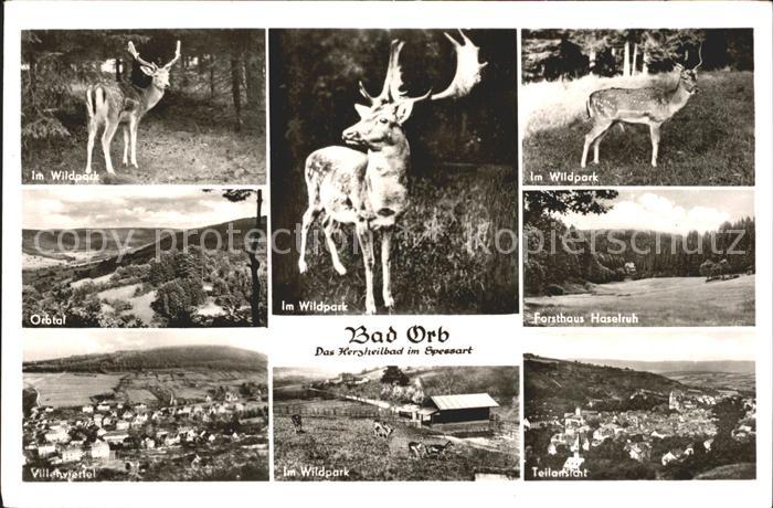 Bad Orb Im Wildpark Villenviertel