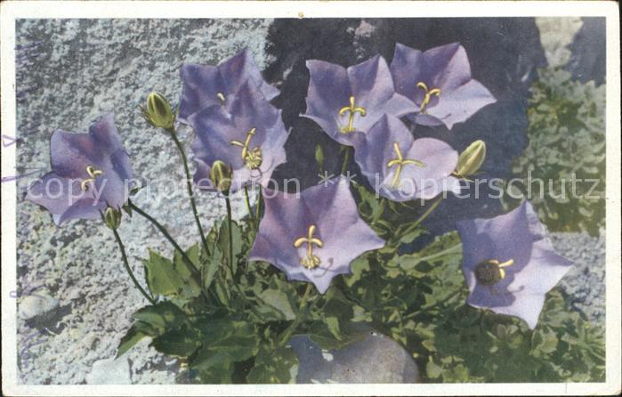 Blumen Campanula pusilla Glochenblumen