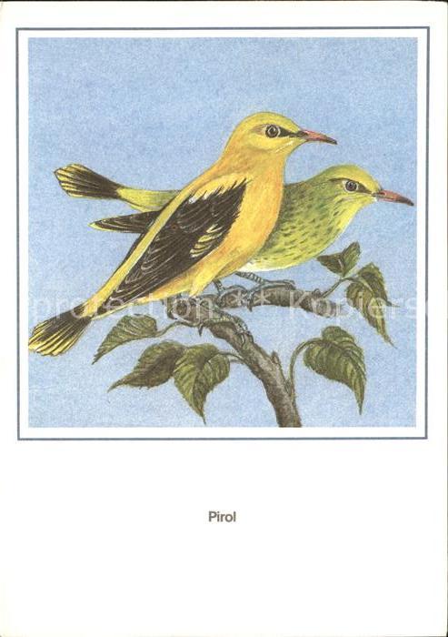 Voegel Birds Oiseaux Uccelli Pajaros-- Pirol Zeichnung R. Schiller
