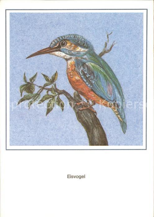 Voegel Birds Oiseaux Uccelli Pajaros-- Eisvogel Zeichnung R. Schiller