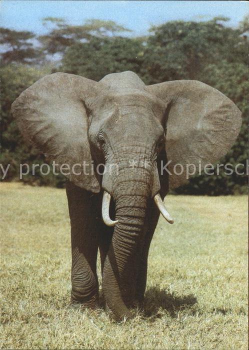 Elefant Afrikanischer Steppenelefant