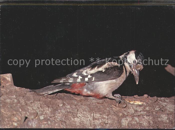 Voegel Birds Oiseaux Uccelli Pajaros-- Buntspecht