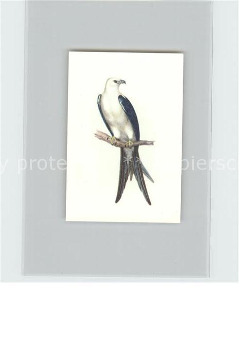 Memmingen Bayern Schwalbenweihe Zigarettenbild