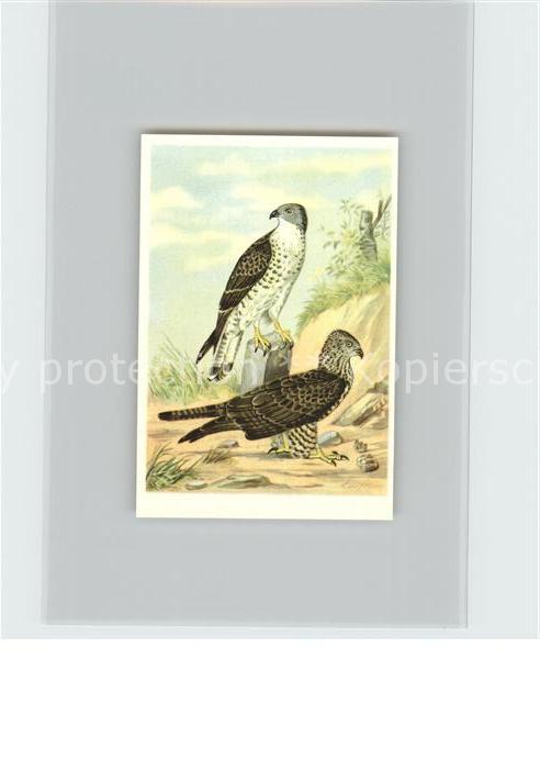 Voegel Birds Oiseaux Uccelli Pajaros-- Wespenbussard Kosmos-Zigarettenbilder Bil