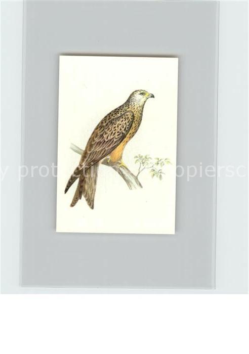 Voegel Birds Oiseaux Uccelli Pajaros-- Koenigsweihe Kosmos-Zigarettenbilder Bild