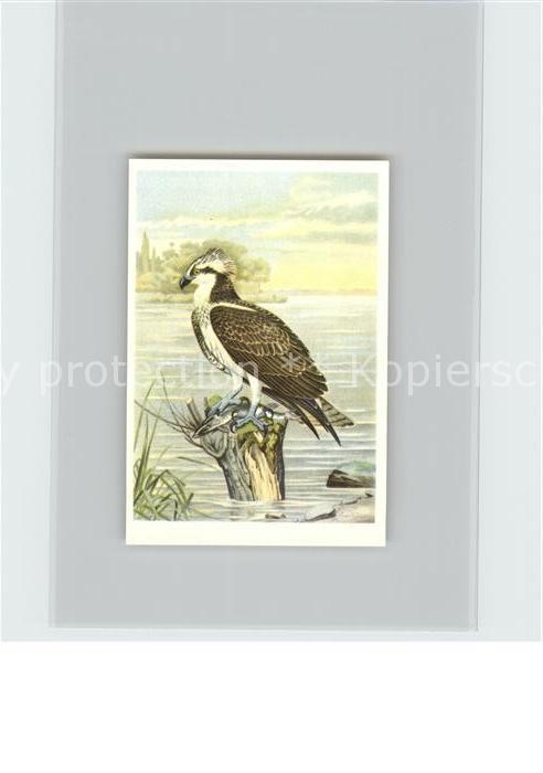 Voegel Birds Oiseaux Uccelli Pajaros-- Flussadler Kosmos-Zigarettenbilder Bild N