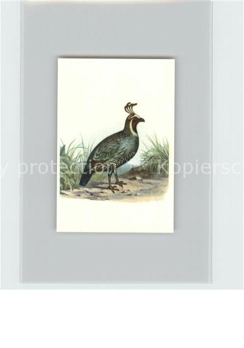 Voegel Birds Oiseaux Uccelli Pajaros-- Schopfwachtel Kosmos-Zigarettenbilder Bil