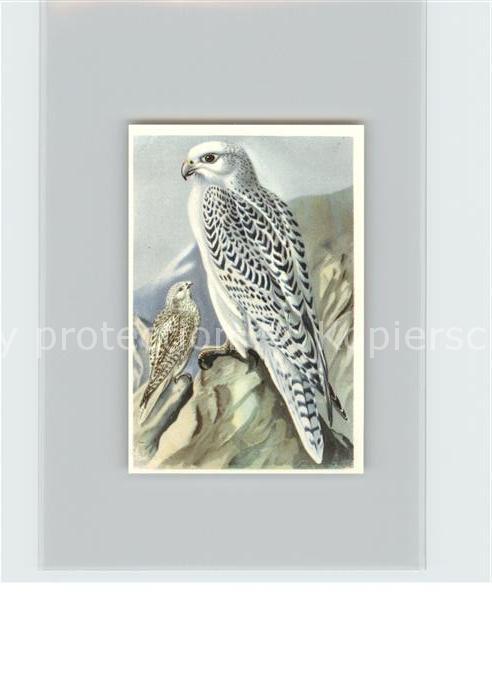 Voegel Birds Oiseaux Uccelli Pajaros-- Grosser oder Islaendischer Gerfalke Kosmo
