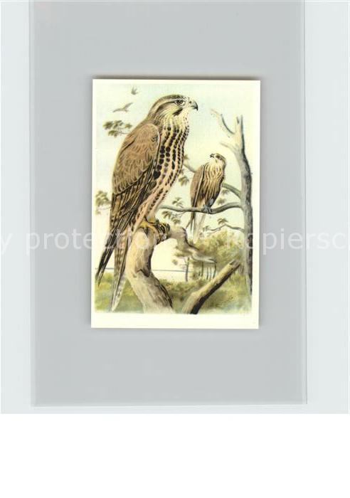 Voegel Birds Oiseaux Uccelli Pajaros-- Wuergfalke Kosmos-Zigarettenbilder Bild N