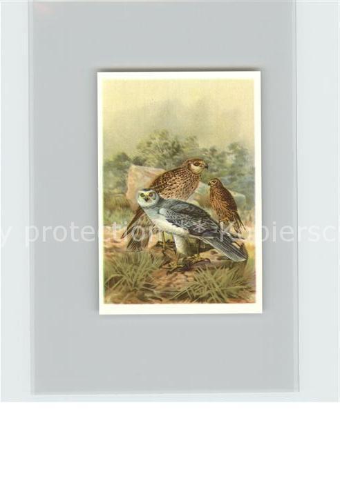 Voegel Birds Oiseaux Uccelli Pajaros-- Kornweihe Kosmos-Zigarettenbilder Bild Nr