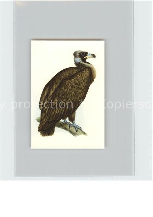 Voegel Birds Oiseaux Uccelli Pajaros-- Kuttengeier Kosmos-Zigarettenbilder Bild