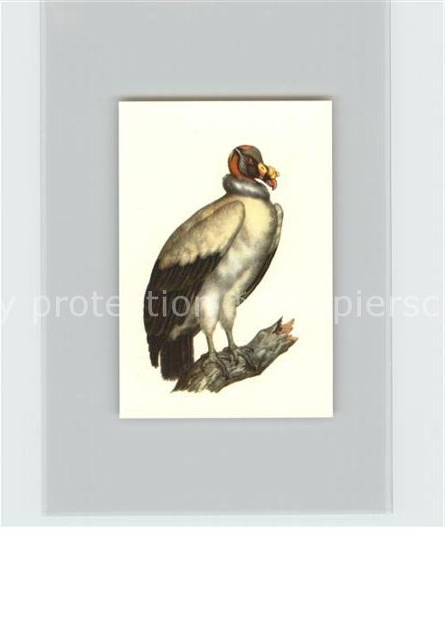 Voegel Birds Oiseaux Uccelli Pajaros-- Koenigsgeier Kosmos-Zigarettenbilder Bild