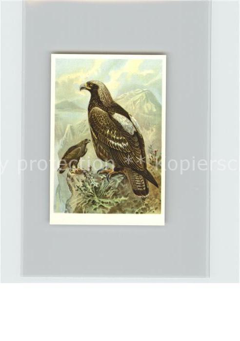 Voegel Birds Oiseaux Uccelli Pajaros-- Kaiseradler Kosmos-Zigarettenbilder Bild
