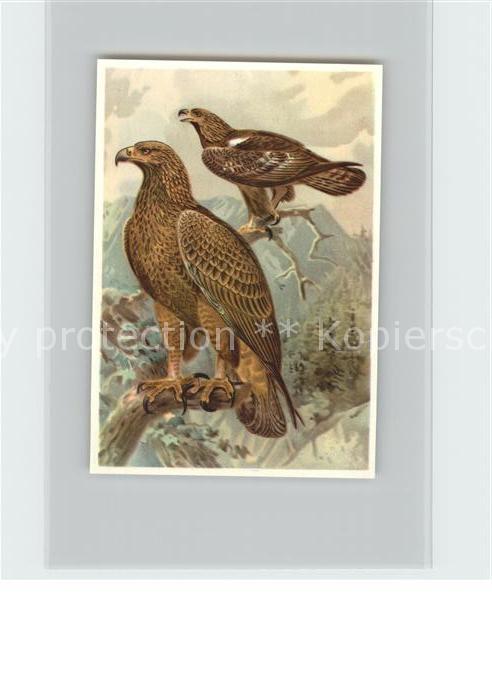 Voegel Birds Oiseaux Uccelli Pajaros-- Steinadler Kosmos-Zigarettenbilder Bild N