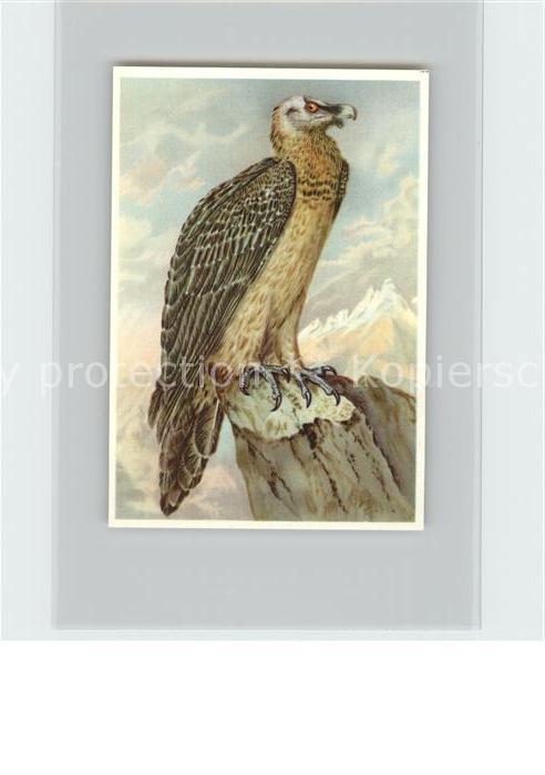 Voegel Birds Oiseaux Uccelli Pajaros-- Laemmergeier Kosmos-Zigarettenbilder Bild