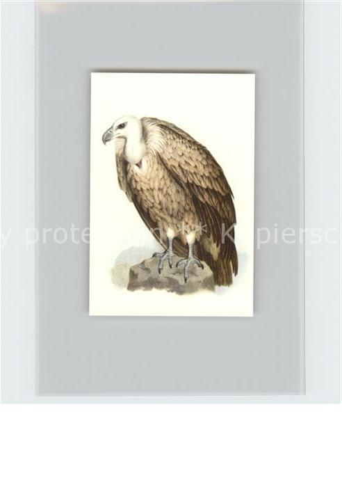 Voegel Birds Oiseaux Uccelli Pajaros-- Gaensegeier Kosmos-Zigarettenbilder Bild