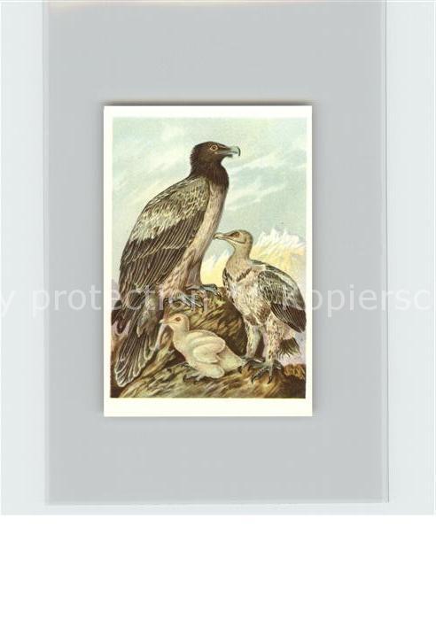 Voegel Birds Oiseaux Uccelli Pajaros-- Laemmergeier Kosmos-Zigarettenbilder Bild