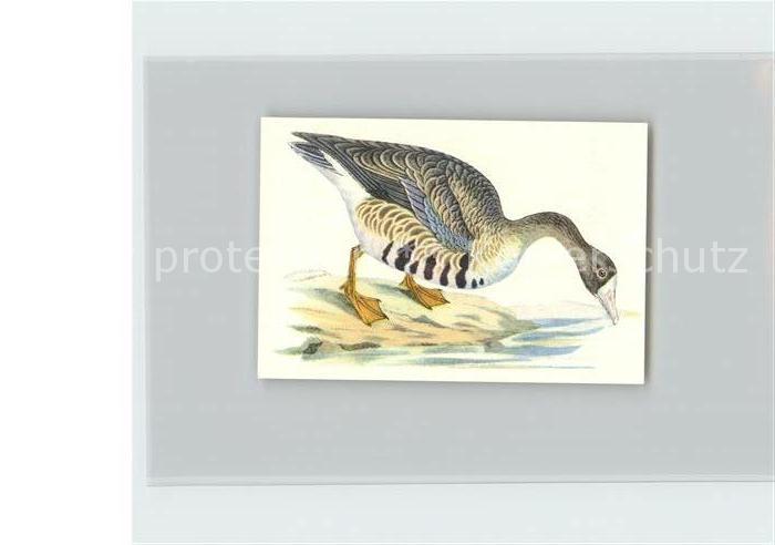 Voegel Birds Oiseaux Uccelli Pajaros-- Blessgans Kosmos-Zigarettenbilder Bild Nr