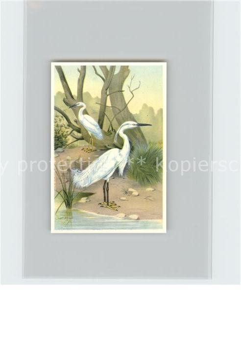 Voegel Birds Oiseaux Uccelli Pajaros-- Seidenreiher Kosmos-Zigarettenbilder Bild