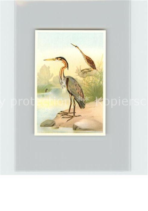 Voegel Birds Oiseaux Uccelli Pajaros-- Purpurreiher Kosmos-Zigarettenbilder Bild