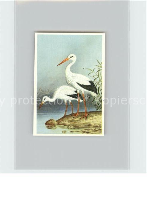 Voegel Birds Oiseaux Uccelli Pajaros-- Hausstorch Kosmos-Zigarettenbilder Bild N