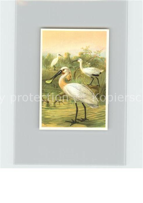 Voegel Birds Oiseaux Uccelli Pajaros-- Loeffler Kosmos-Zigarettenbilder Bild Nr.