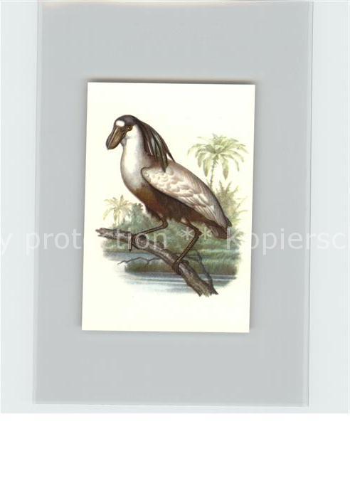 Voegel Birds Oiseaux Uccelli Pajaros-- Kahnschnabel Kosmos-Zigarettenbilder Bild