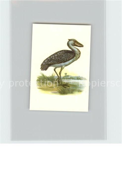 Voegel Birds Oiseaux Uccelli Pajaros-- Schuhschnabel Kosmos-Zigarettenbilder Bil