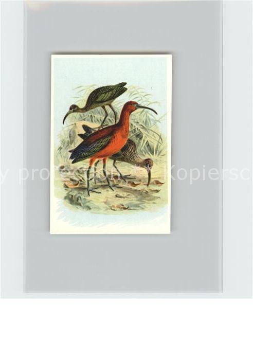 Voegel Birds Oiseaux Uccelli Pajaros-- Sichler Kosmos-Zigarettenbilder Bild Nr.