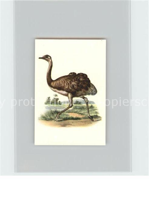 Voegel Birds Oiseaux Uccelli Pajaros-- Pampastrauss Kosmos-Zigarettenbilder Bild