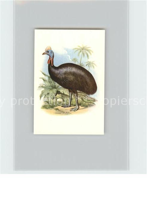 Voegel Birds Oiseaux Uccelli Pajaros-- Helmkasuar Kosmos-Zigarettenbilder Bild N