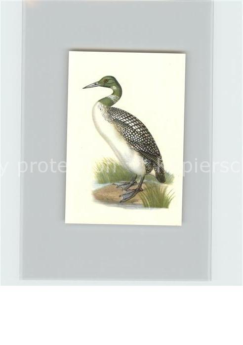 Voegel Birds Oiseaux Uccelli Pajaros-- Eistaucher Kosmos-Zigarettenbilder Bild N