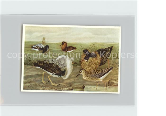 Voegel Birds Oiseaux Uccelli Pajaros-- Kampflaeufer Kosmos-Zigarettenbilder Bild