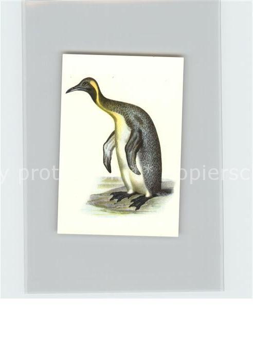 Voegel Birds Oiseaux Uccelli Pajaros-- Koenigspinguin Kosmos-Zigarettenbilder Bi