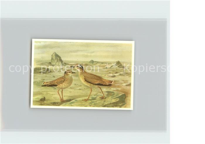 Voegel Birds Oiseaux Uccelli Pajaros-- Wuestenlaeufer Kosmos-Zigarettenbilder Bi