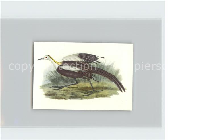 Voegel Birds Oiseaux Uccelli Pajaros-- Wasserfasan Kosmos-Zigarettenbilder Bild