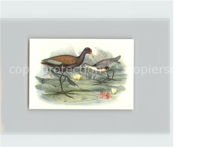 Voegel Birds Oiseaux Uccelli Pajaros-- Jassana Kosmos-Zigarettenbilder Bild Nr.