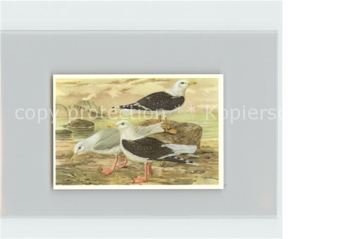 Voegel Birds Oiseaux Uccelli Pajaros-- Heringsmoewe Mantelmoewe Eismoewe Kosmos-